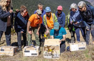 Mohua Translocation