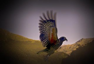 Kea in flight at Aspiring Hut