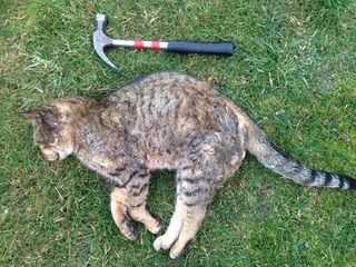 8 kg Cat